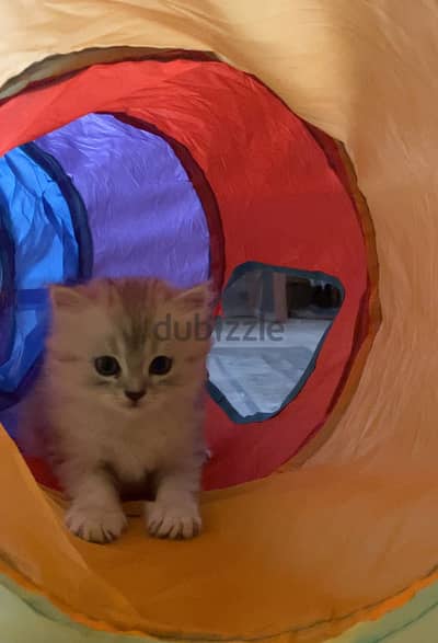 2 month old Persian kitten