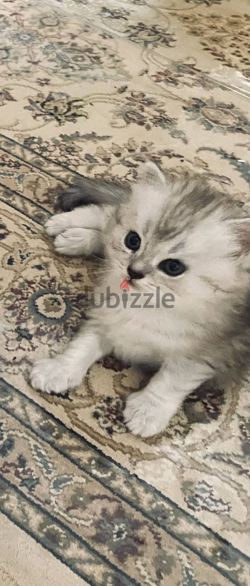 2 month old Persian kitten 1