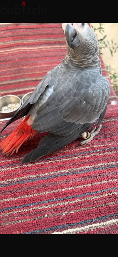زنجباري تفريخ مصري