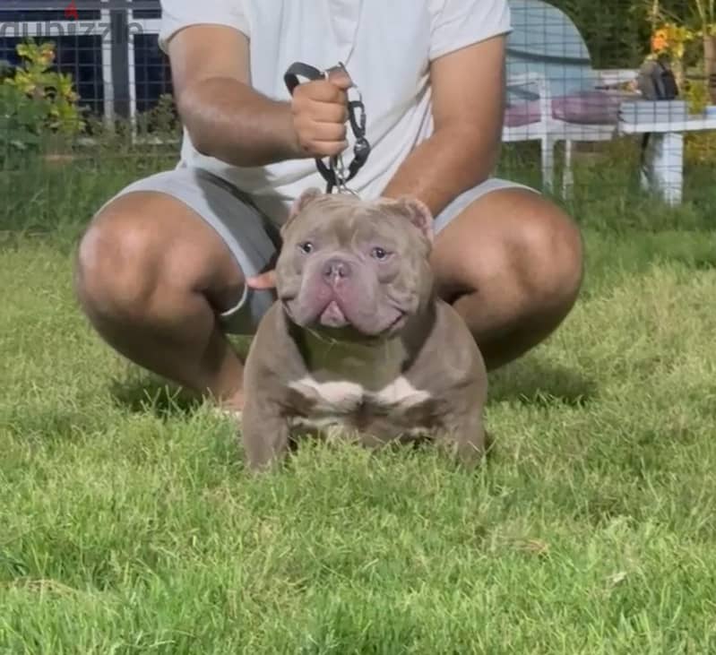 American bully 1