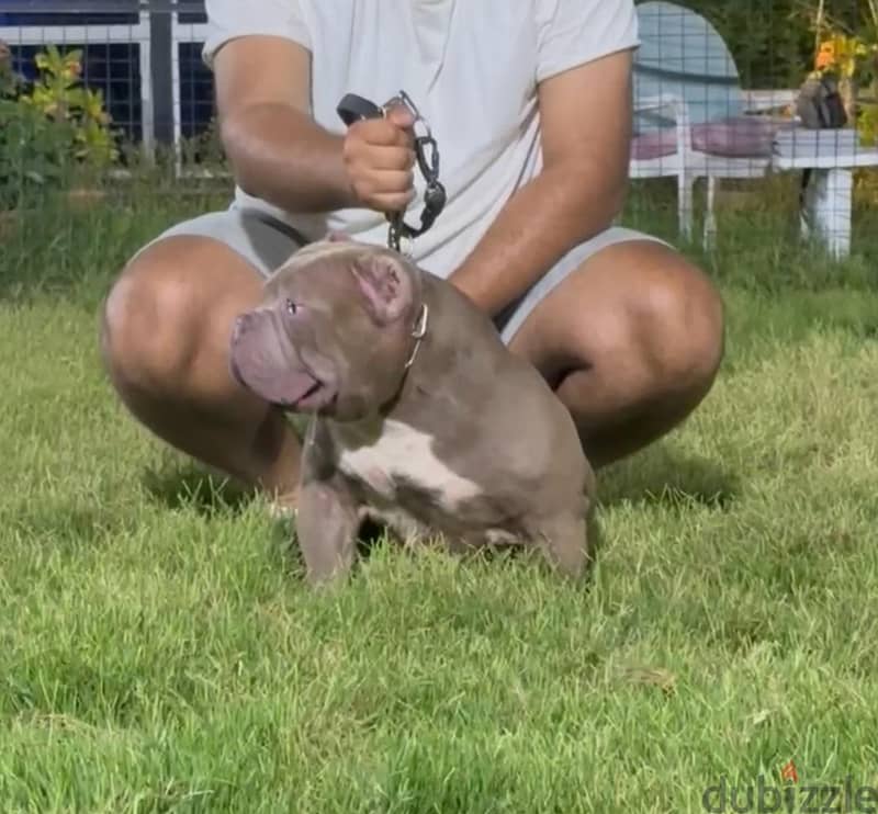 American bully 2