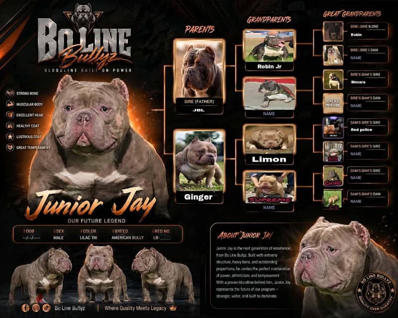 American bully 3