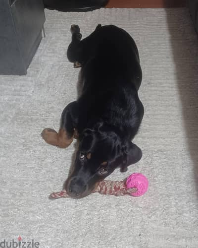 كلب روت ويلر Rottweiler