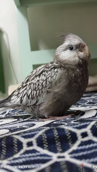 كوكتيلات فرنساوى كانوا تأكيل يدوى