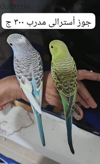 جوز أسترالى مدرب ٣٠٠ ج