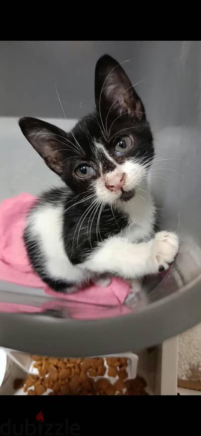 Female cow kitten for adoption