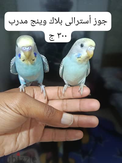 جوز بلاك وينج مدرب 300ج