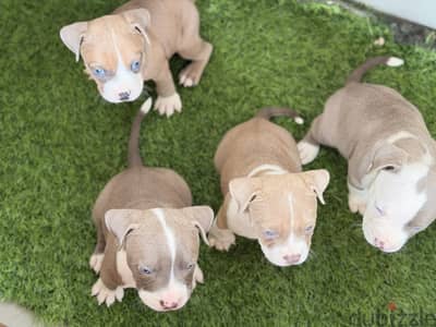 Blue eye rednose puppy