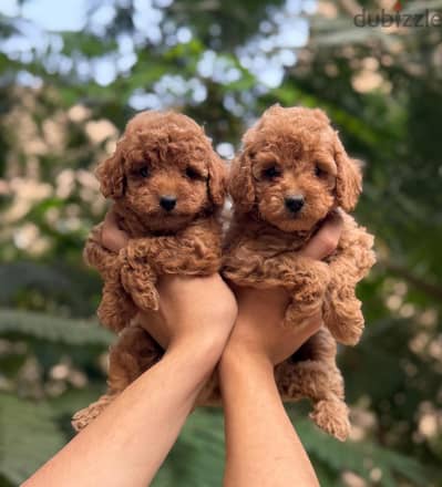 poodle puppy بودل بابي