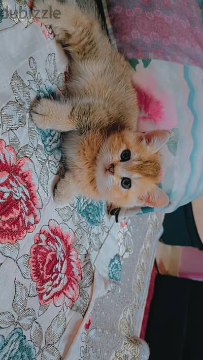 British shorthair