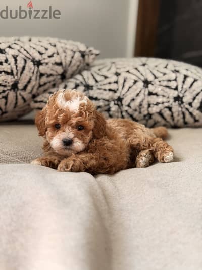 Poodle puppy toypoodle بودل توي بودل
