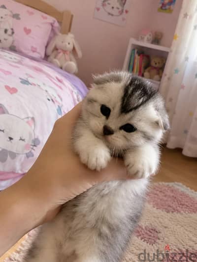 Scottish Fold Shorthair Cat