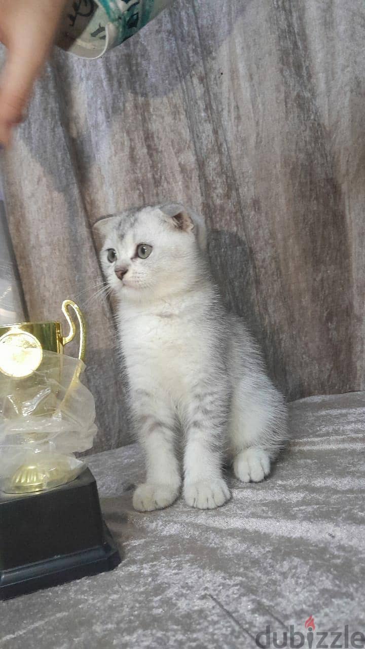Scottish Fold Shorthair Cat 2