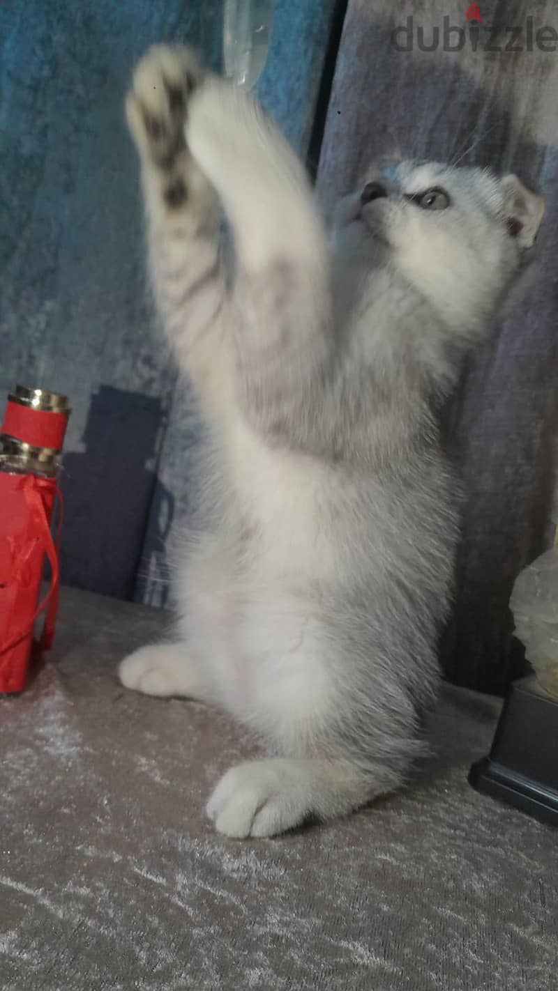 Scottish Fold Shorthair Cat 3