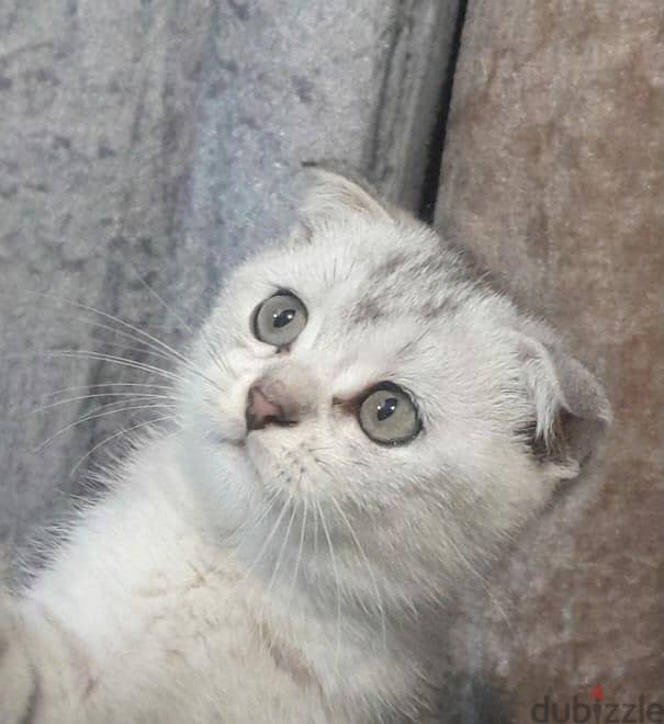 Scottish Fold Shorthair Cat 4