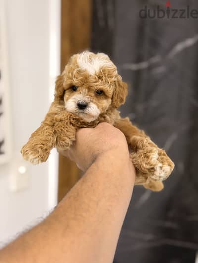 Toy poodle puppy توي بودل