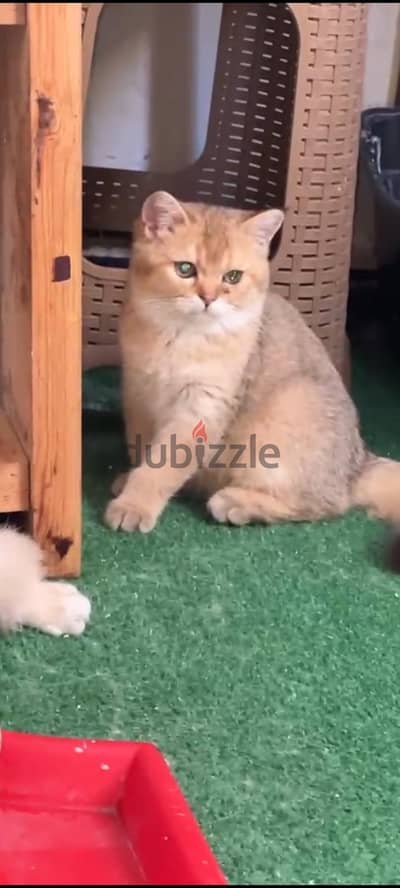 #Scottish# straight short hair cats