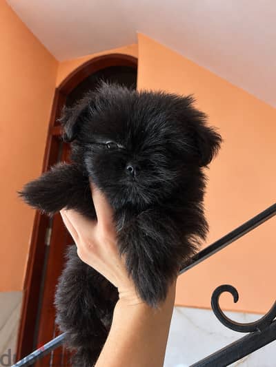 Havanese female 3 months
