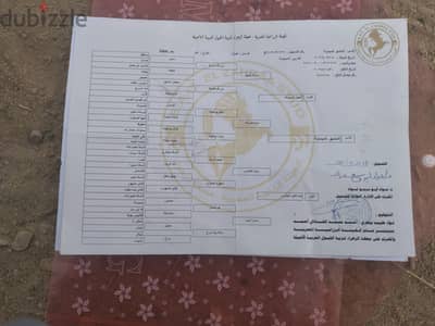 عربي أصيل