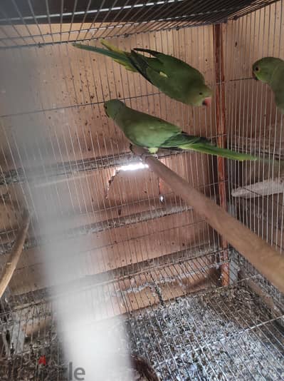للبيع جوز دره هندي عمرهم 3,,سنين