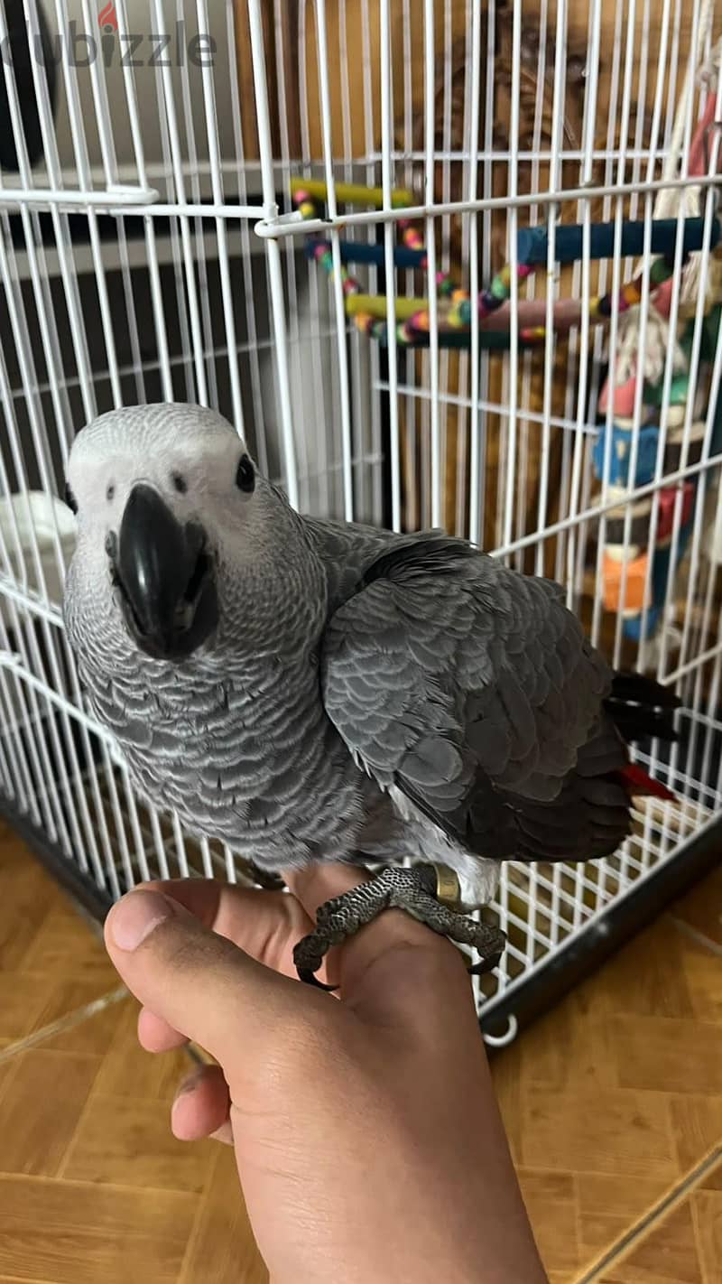 African grey chick 1