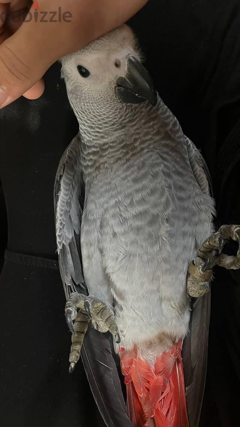 African grey chick 3