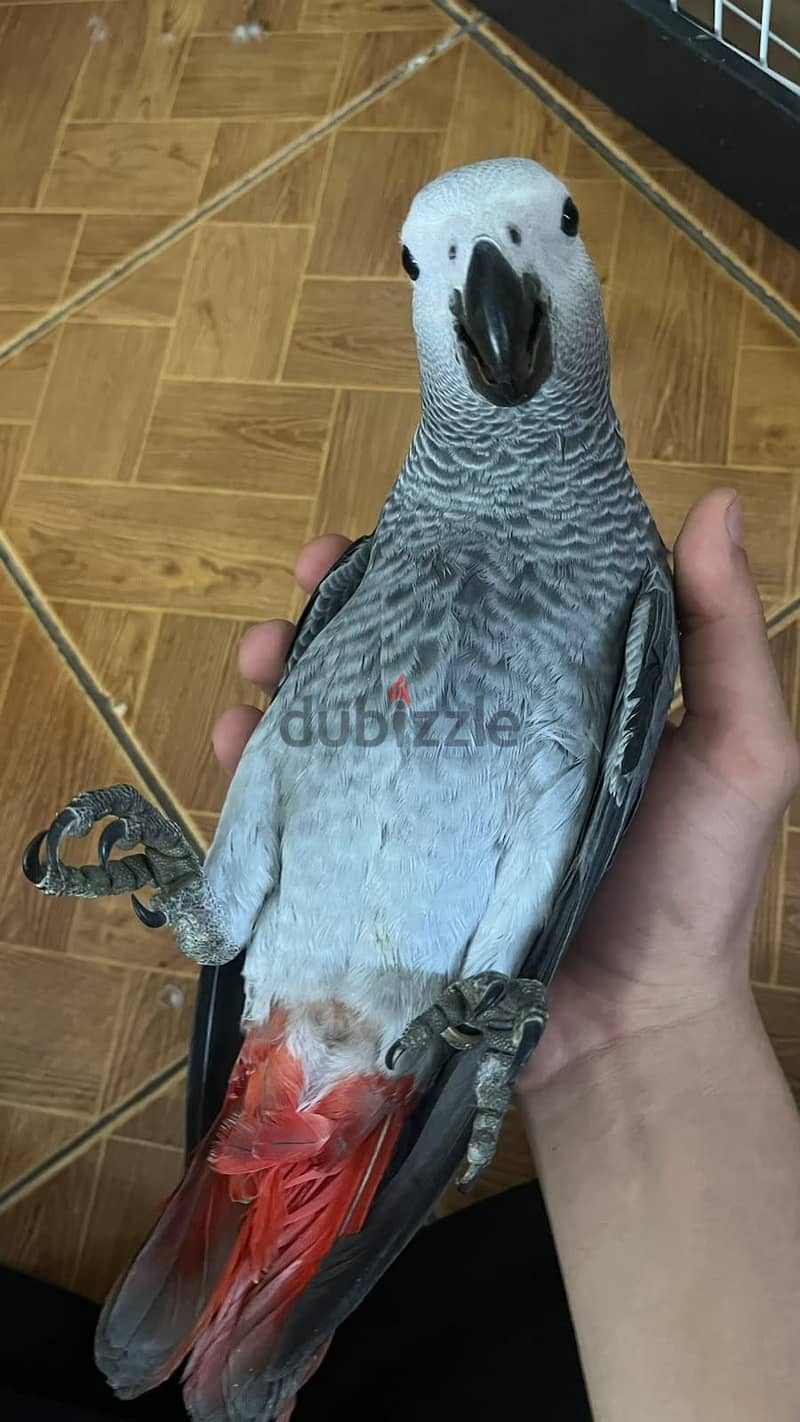 African grey chick 4