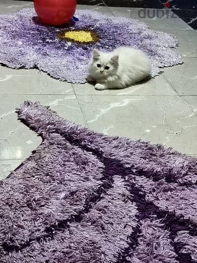 قطه شيرازي
