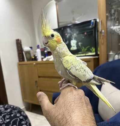 كوكتيل