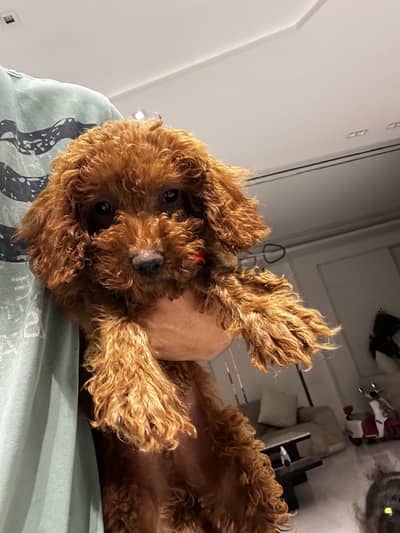 Toy poodle dog / كلب توي بودل
