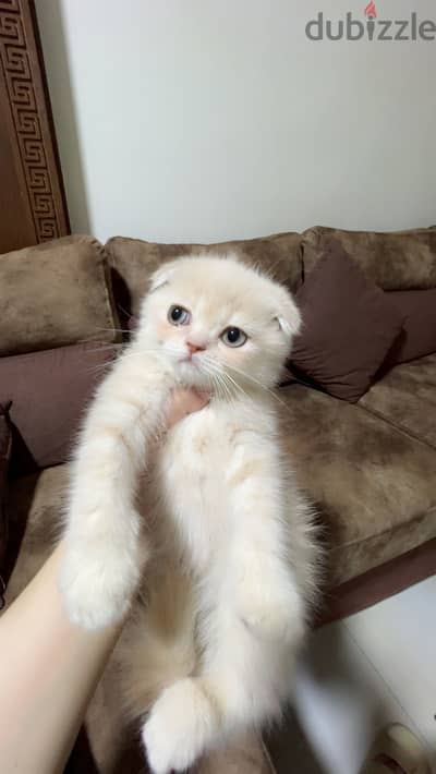 ذكر سكوتش فولد