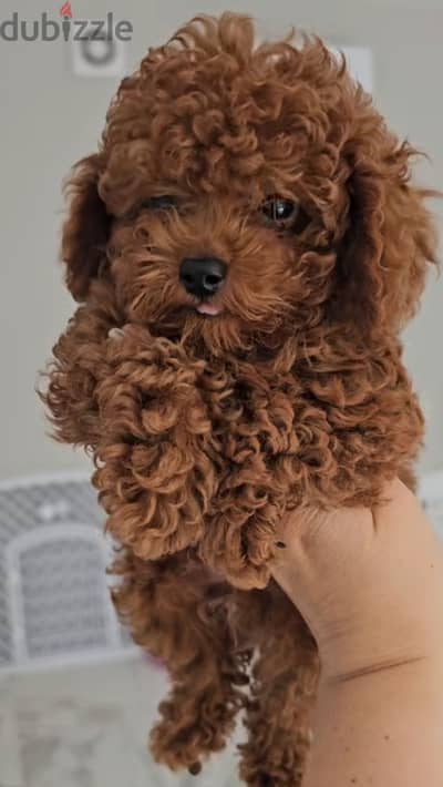 Toy poodle puppies توي بودل