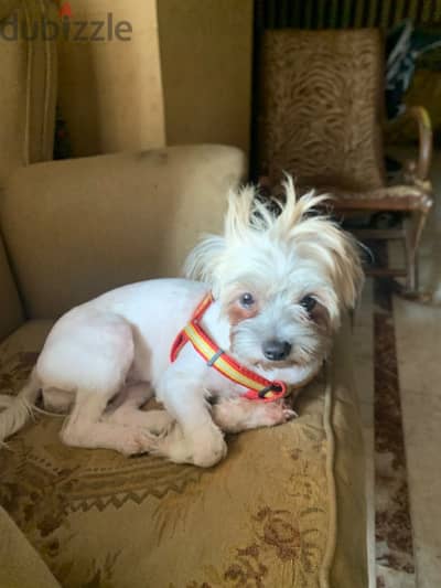 Dog for sale