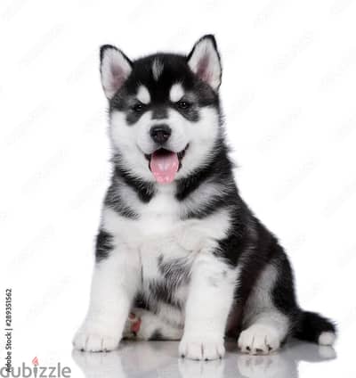 pure Husky Puppy