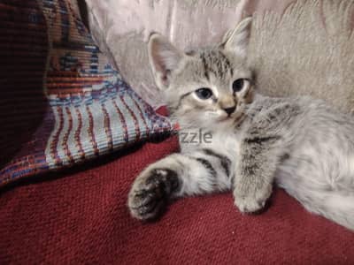 ٣ قطط بلدي للتبني