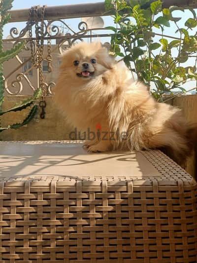 Pomeranian female 1.5 انثي بوميرانيان سنه وخمس شهور سبق لها الانجاب