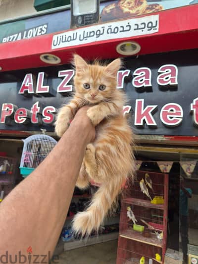 قطط للبيع