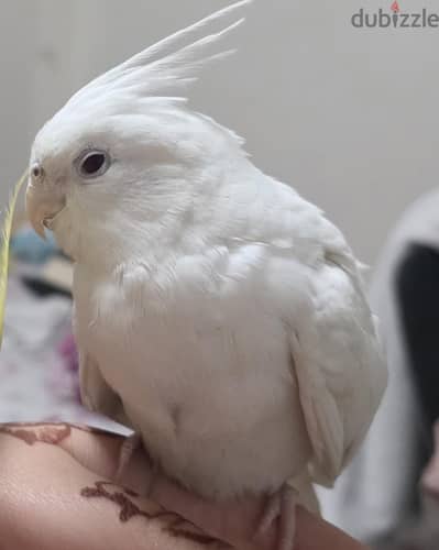 البينو عين حمراء albino cocketiels