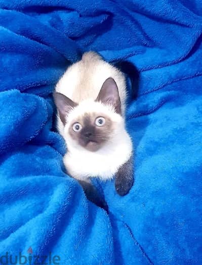 Purebred Siamese Female Kitten - 2 Months Old (Playful & Sweet)