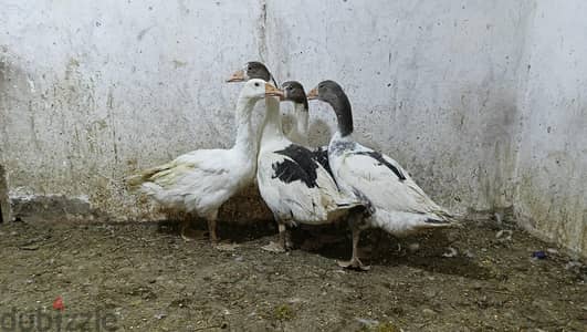 بط ووز