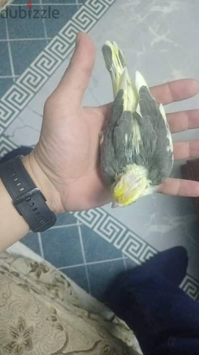زغاليل كوكتيل تاكيل يدوي كابري مفيش غلطة