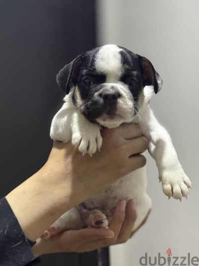 French bulldog فرنش بولدوج puppy