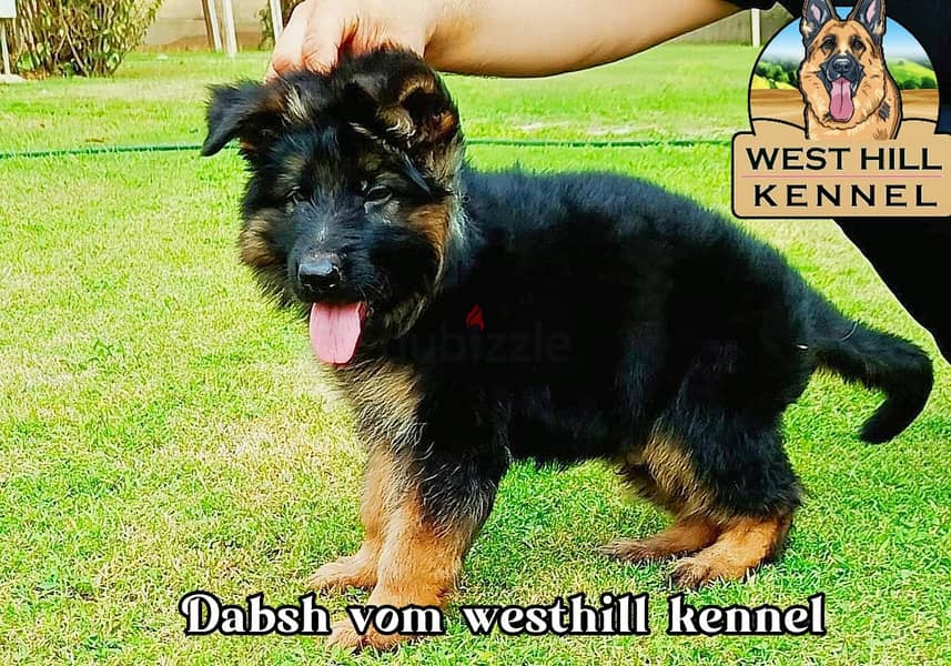 Dabsh 1