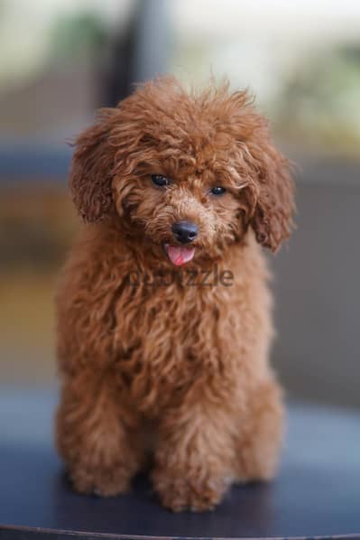 Toy poodle