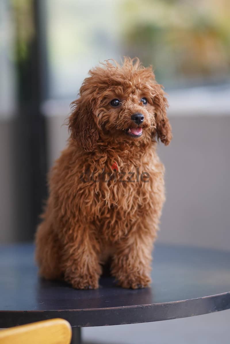 Toy poodle 1