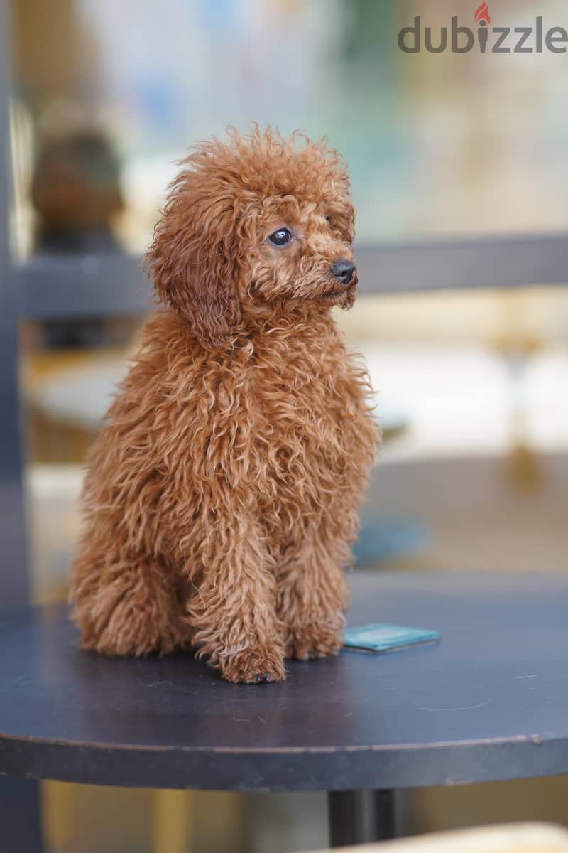 Toy poodle 2