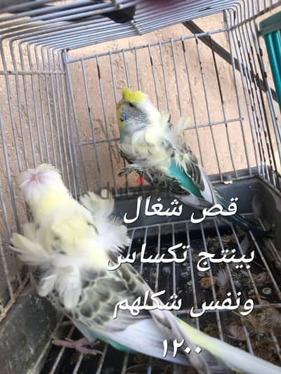 بيرسوناتا روز فلل