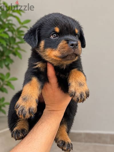 Rottweiler puppy vaccinated  مرفق صور الاب