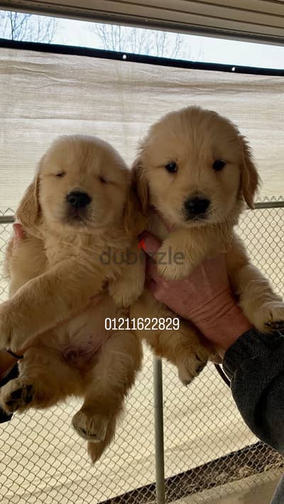 Golden retriever puppies اجمل جراوي جولدن