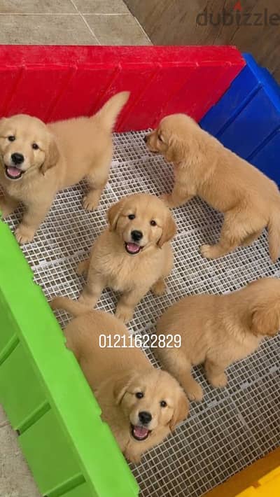 Pure golden retriever puppies جراوي جولدن